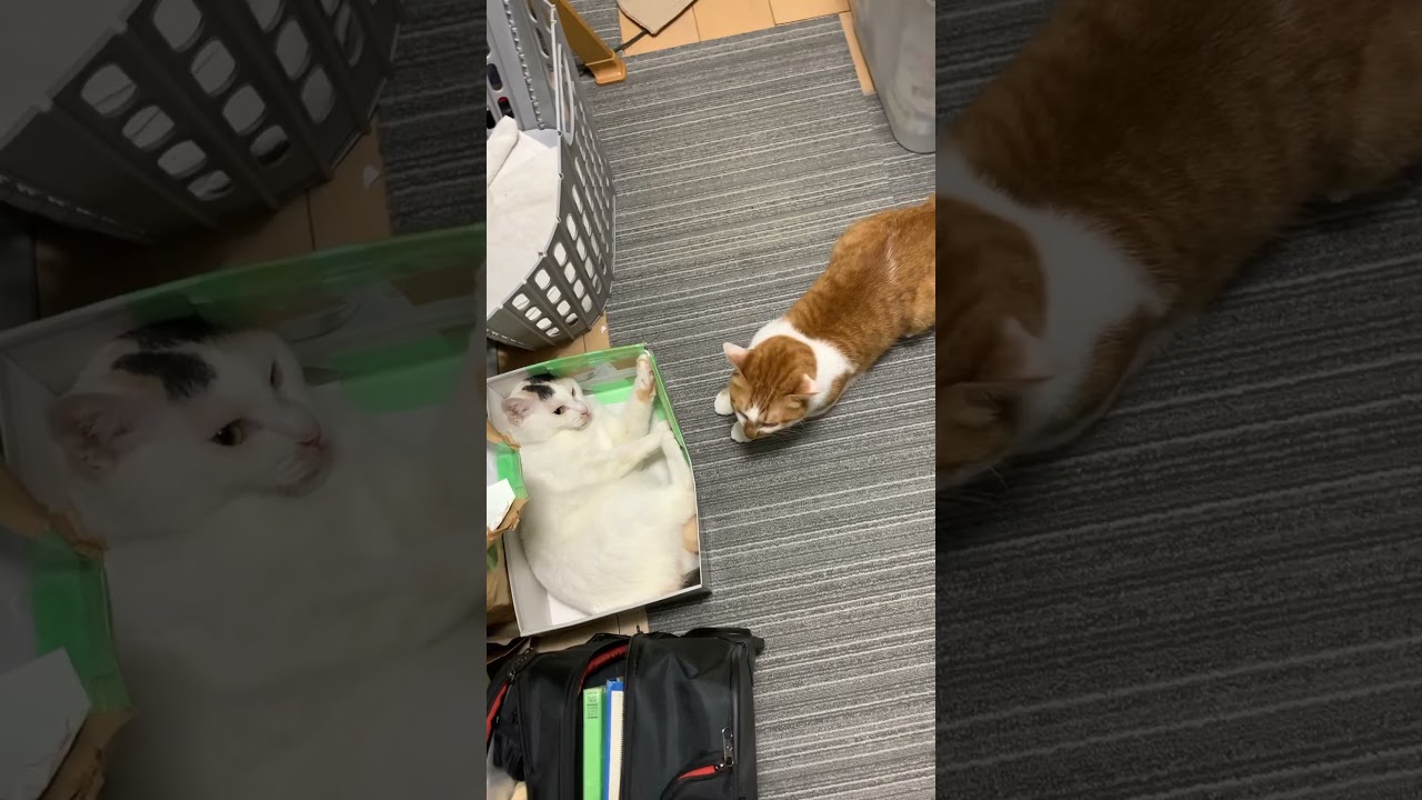 ボクも 入りたいニャ②