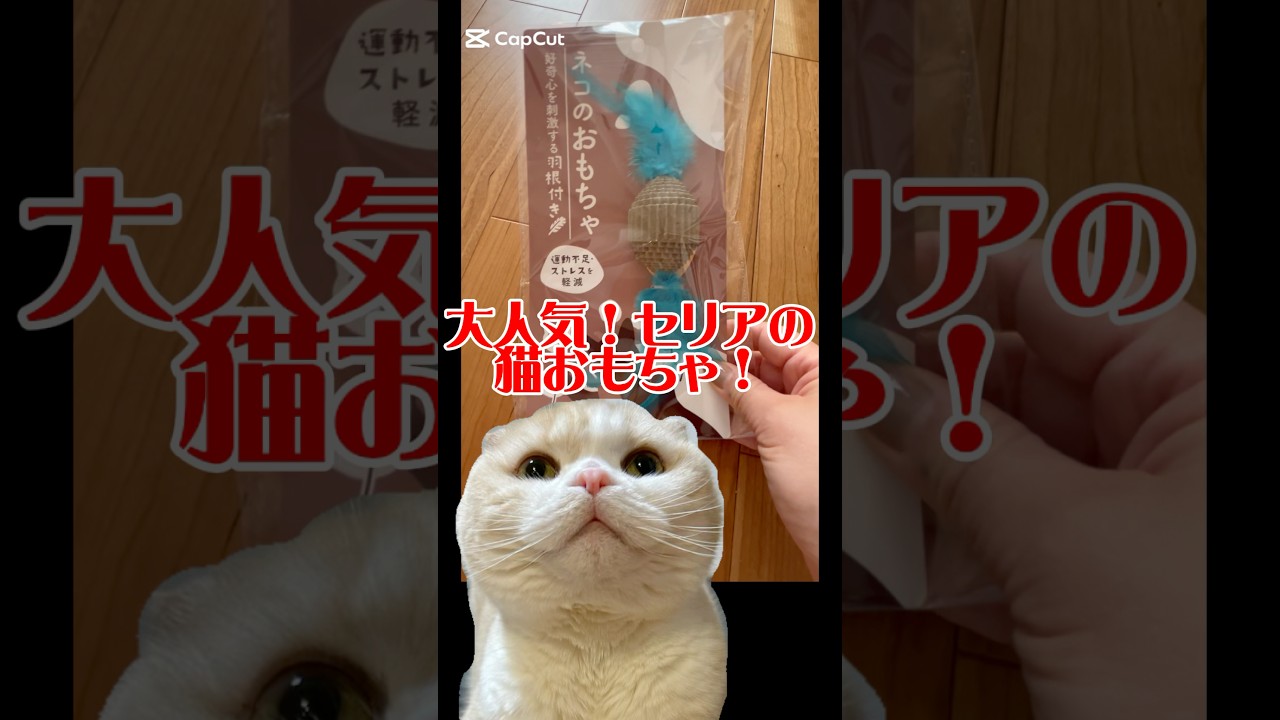 セリアで話題の猫おもちゃ#猫のいる暮らし #cat #スコティッシュフォールド