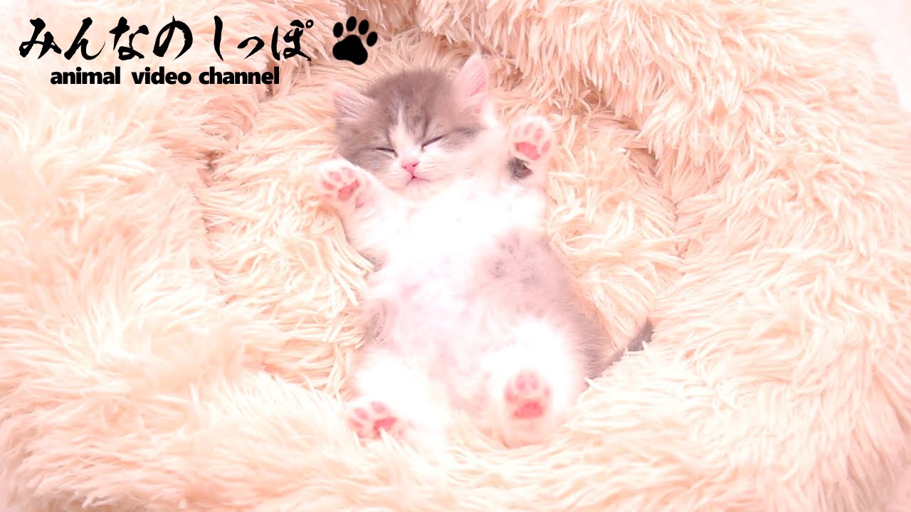 みんなのしっぽ【 サイベリアン / Lulu / R6022003-2 】