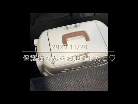 【シャム猫】里親サイトから、生後2ヶ月の保護猫さんをお迎えしました♡ / We welcomed a 2-month-old kitten from the foster parent site♡