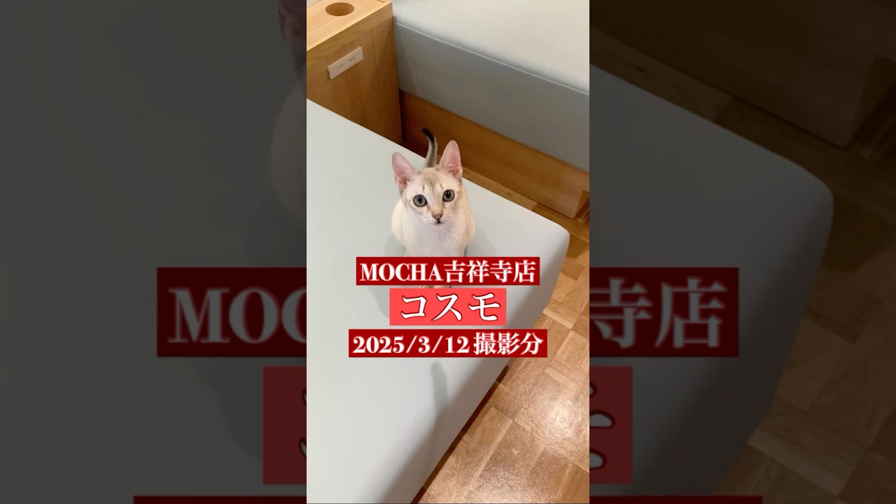 🐱コスモ🐱　(シンガプーラ♂)　猫カフェMOCHA吉祥寺店　2025/3/12 撮影分　#日替わり猫カフェにゃんこ　#cat #catcafe