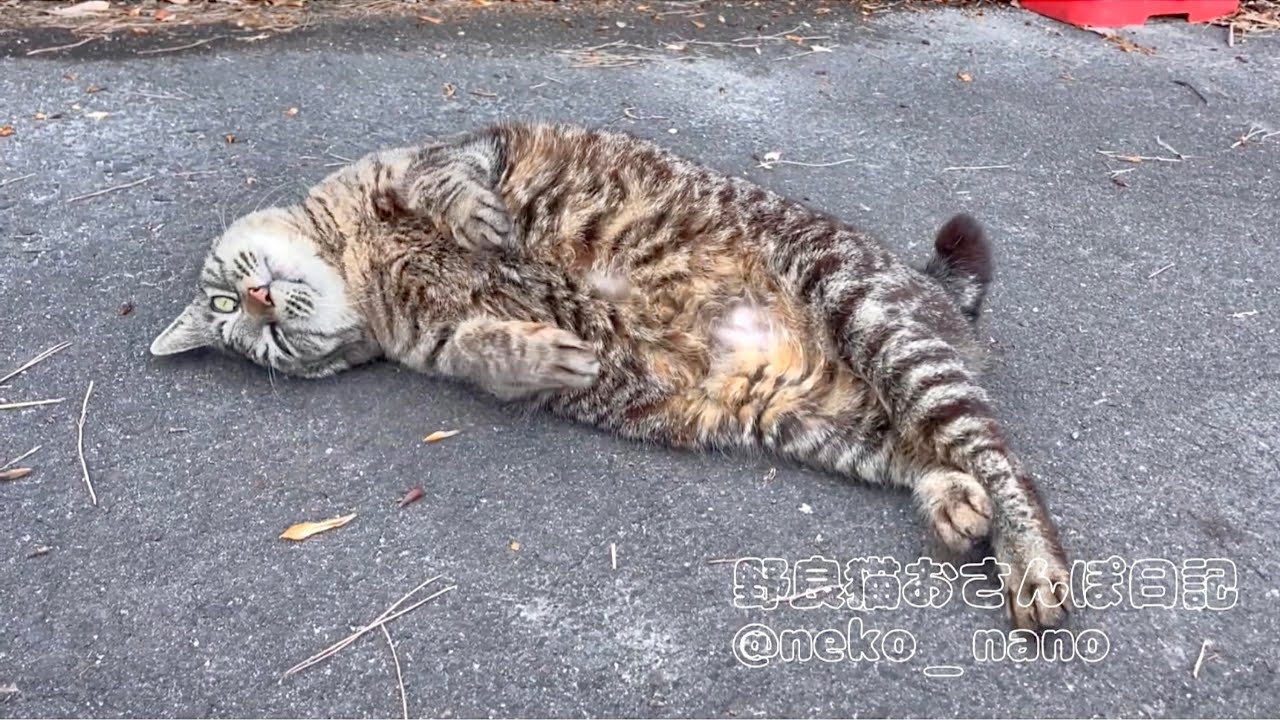 一緒に走ってみたら呆れ顔されたけど突然甘えてきたキジトラ