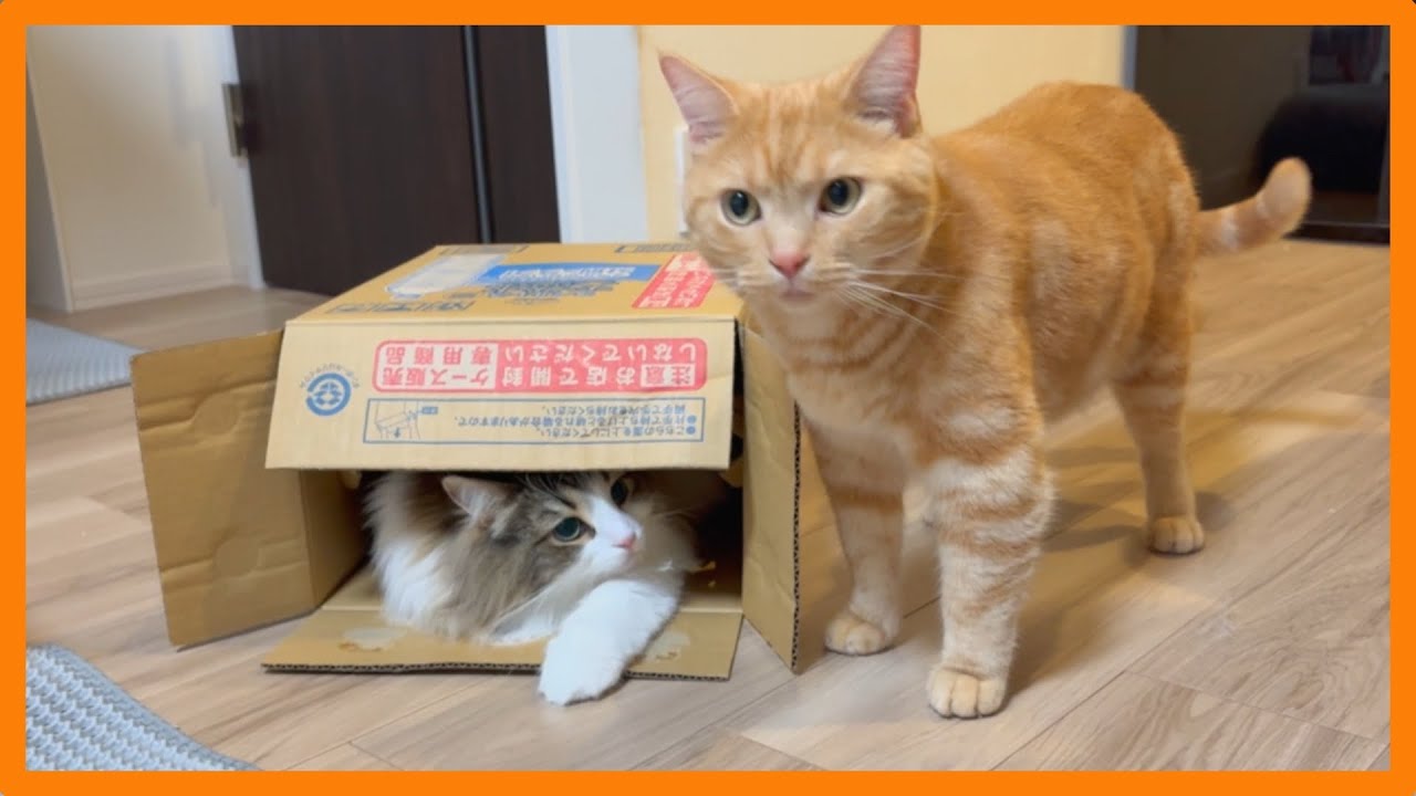 猫と暮らす日常 #65〜ダンボールの中に入りたい兄猫w〜
