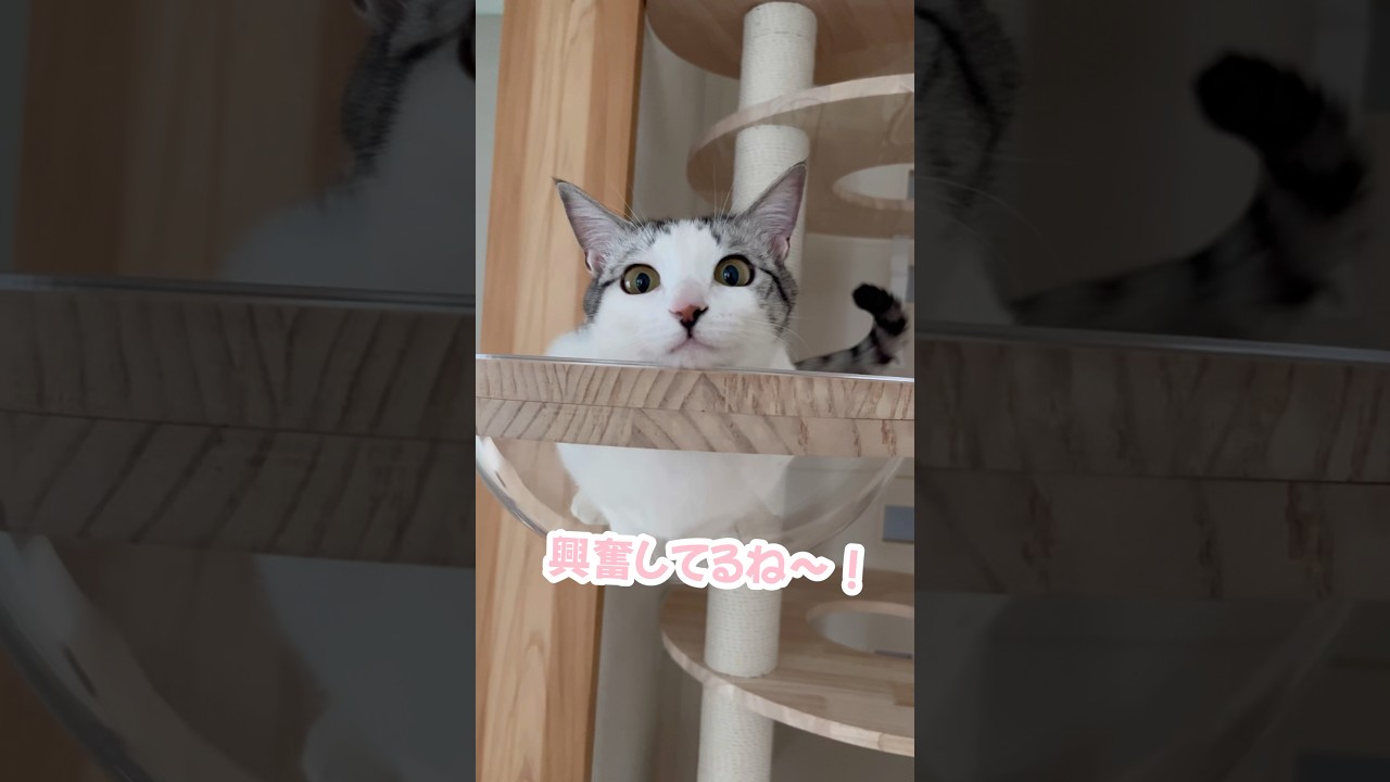 部屋のレイアウトが変わって興奮しまくる子猫#子猫 #保護猫 #捨て猫