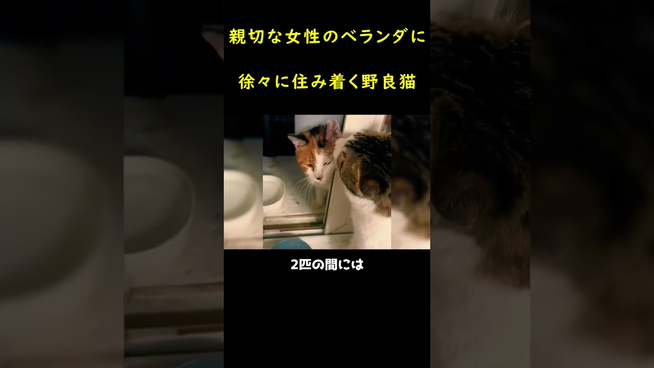 ペットを羨ましがり野良の母猫！