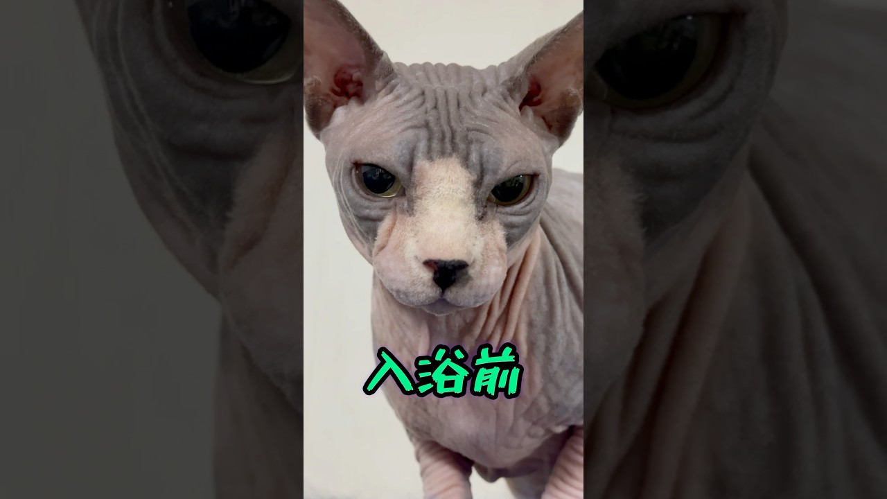 飼い主も知らないスフィンクス猫の秘密㊙️#shorts #cat #猫 #猫のいる暮らし #sphynx