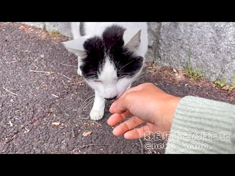 手にスリスリのやり方が控えめで可愛いハチワレ