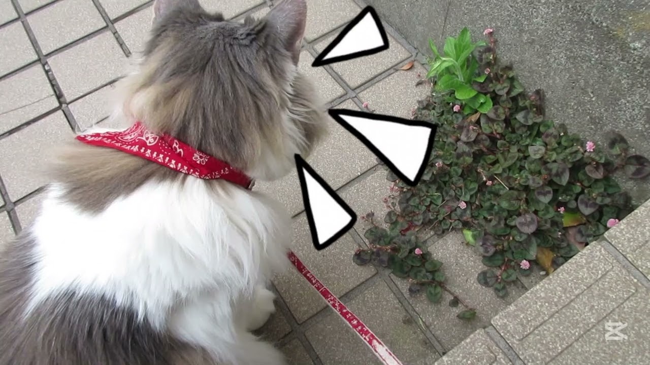 目指せモモ20歳～ハンターミルクのマヌケな実際🐱😥～＃猫のハンティング