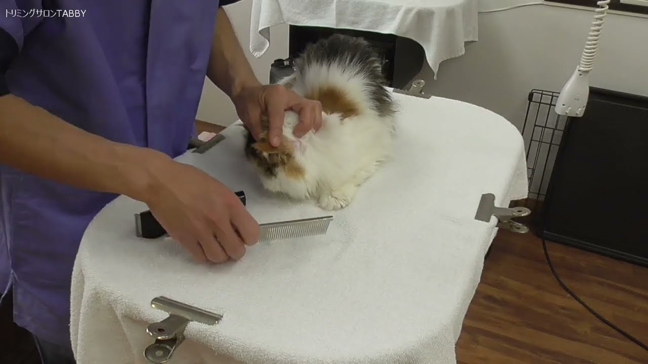 サロンでのお猫様のシャンプーをノーカット【ペルシャ猫】クレンジング