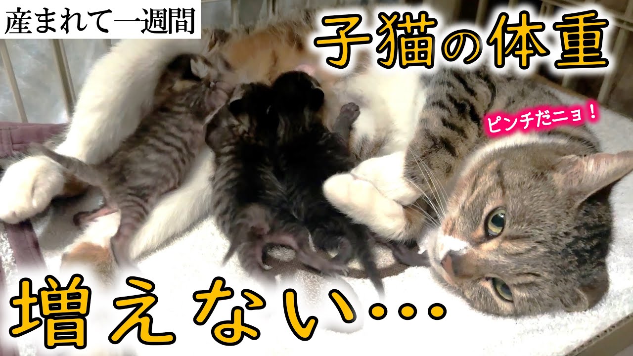 【未熟児】子猫の体重が止まりピンチ…！【産後1週間】