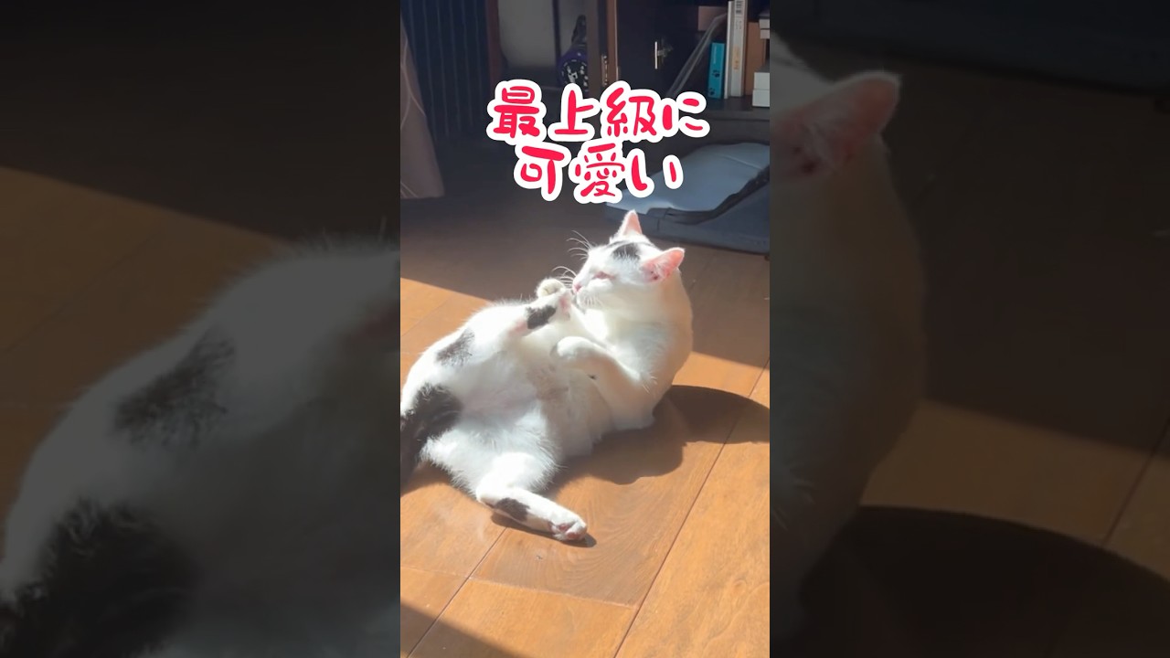 趙ときめき。可愛いミルク！#保護猫 #ねこ #cat #ミルねーさん #猫のいる暮らし #shorts