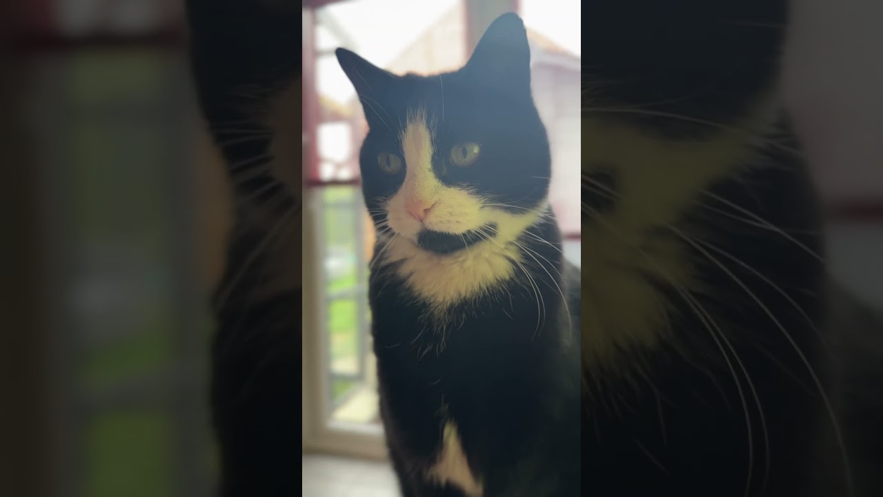 Who’s a very pretty kitty? FELIX the CAT: #shorts #felix #cats #love