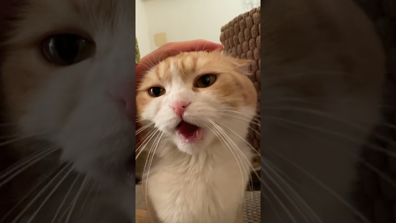 うわぁ〜ん！！と鳴くお喋り猫ちゃん        #cat #スコティッシュフォールド#猫のいる暮らし #猫