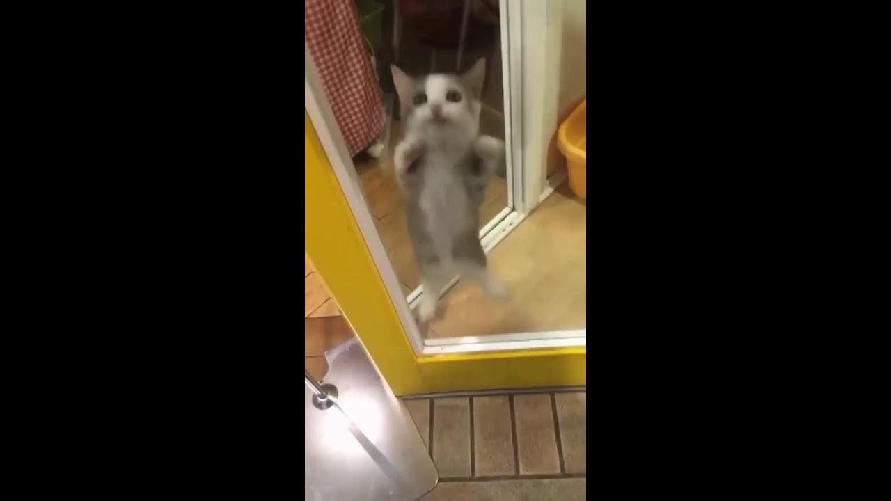 mix-max meow