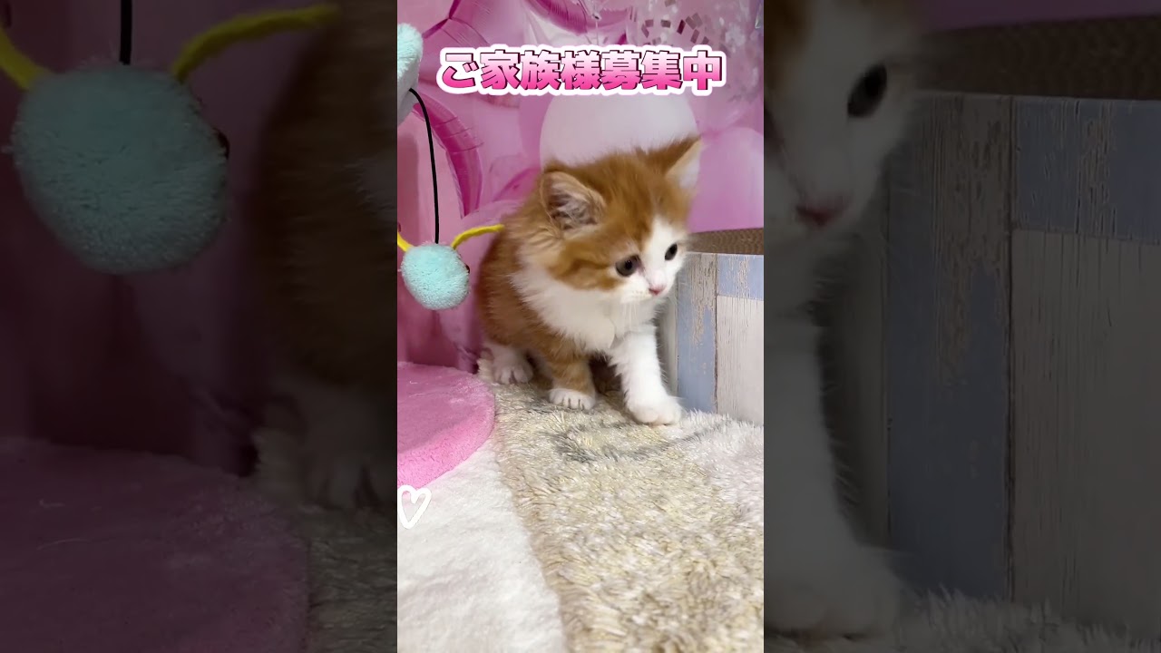【ご家族様募集中】長足マンチカン女の子♡ #cat #かわいい子猫 #kitten #子猫 #cute #子猫ブリーダー #長足マンチカン #マンチカン