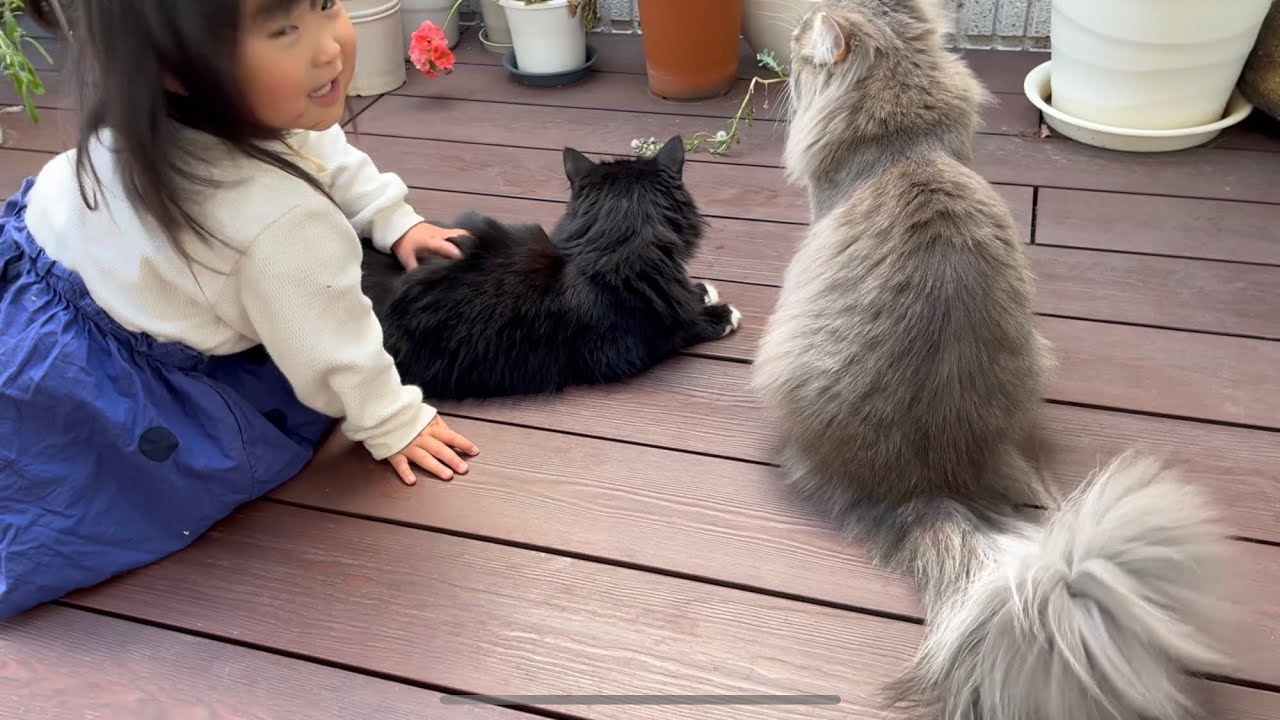 爆弾から逃げる猫　ラガマフィン
