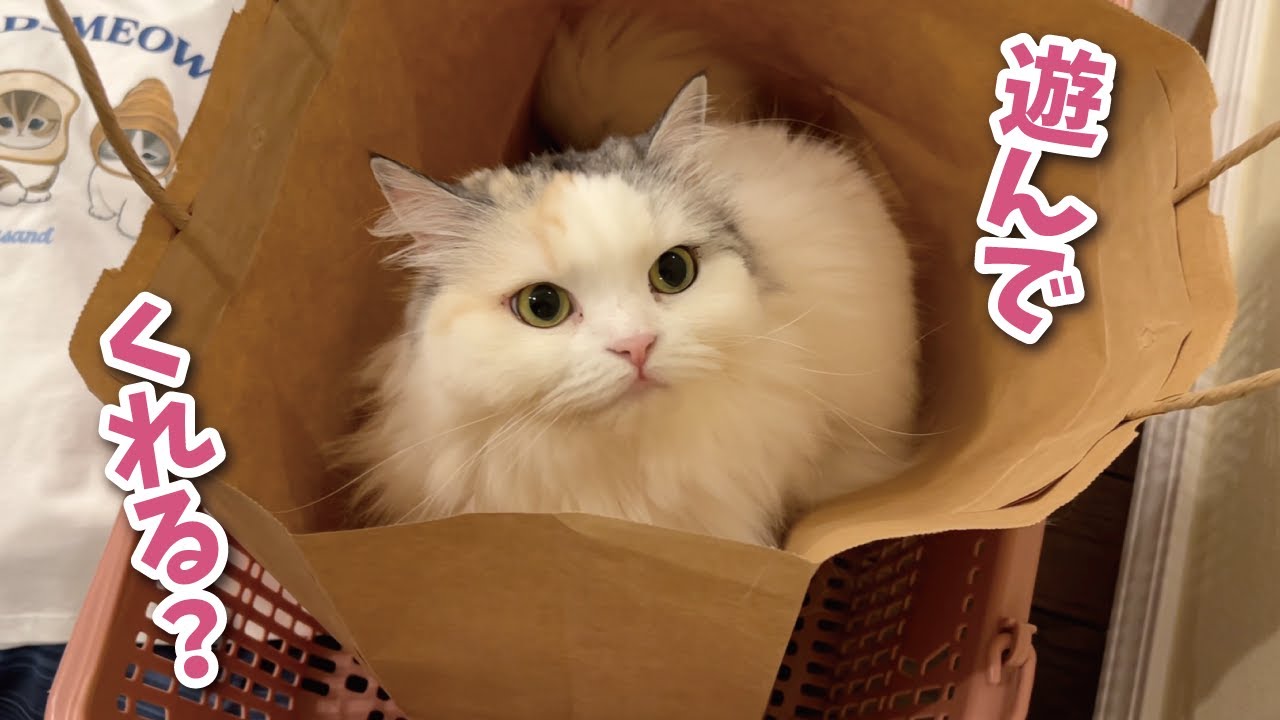 ヒマすぎると猫はこうなります【関西弁でしゃべる猫】【猫アテレコ】