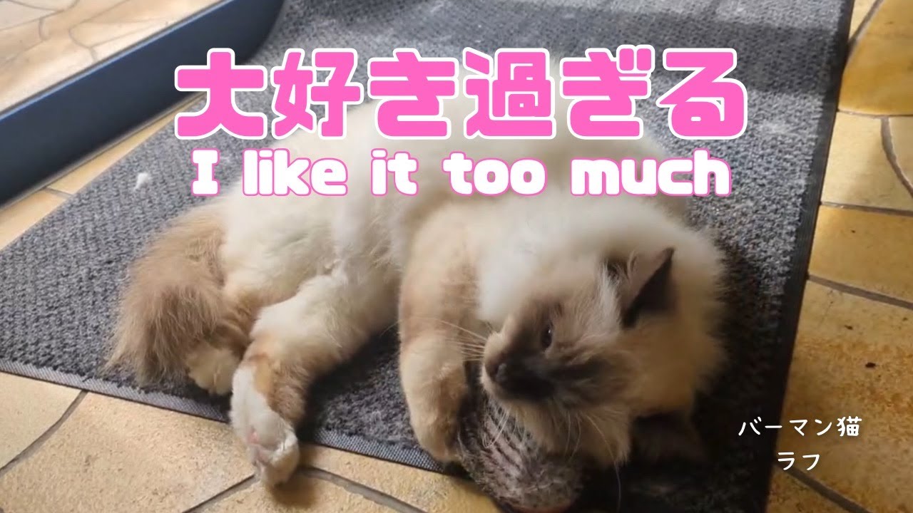 バーマン猫ラフ【大好き過ぎる】I like it too much（バーマン猫）Birman/Cat