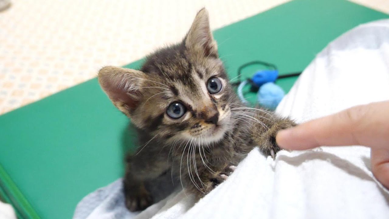 突然、やんのかステップをマスターしてしまったちび子猫ちゃん。【赤ちゃん猫　保護猫】