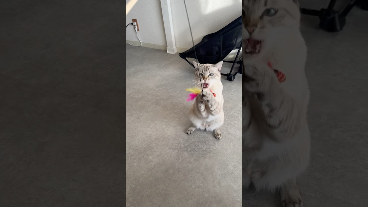 朝から元気に遊んでいくよ〜　#シャムトラ #元保護猫 #シャムミックス  #cat #猫耳 #kitten  #猫耳 #siamesemix
