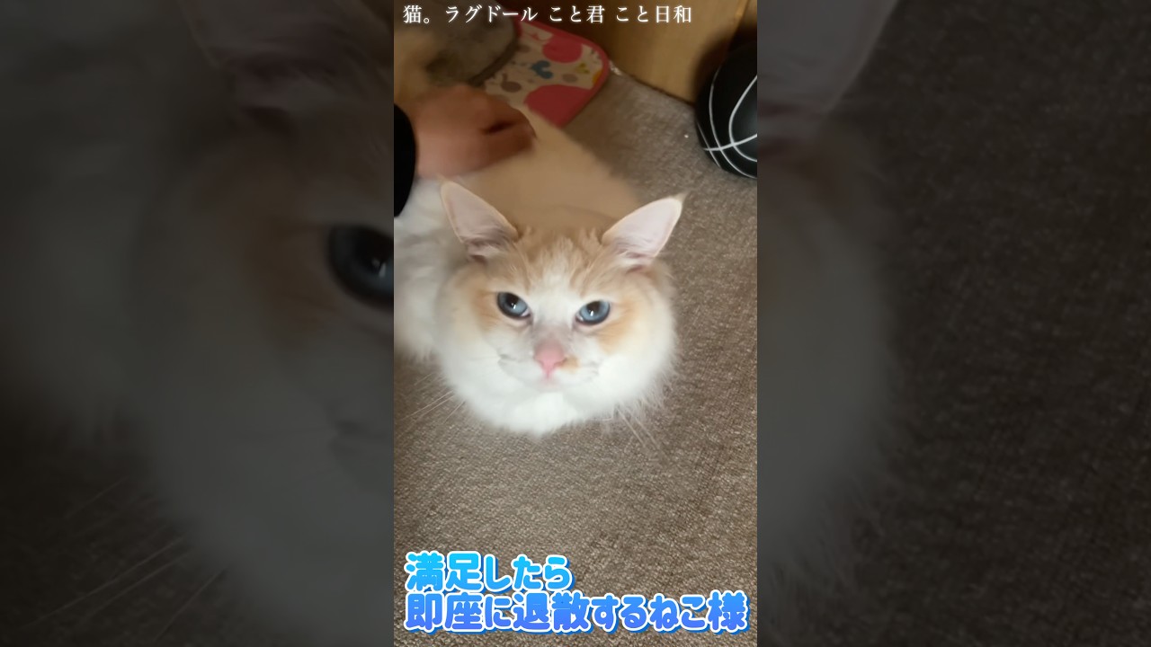 猫。満足したら即座に退散いたします！#shorts