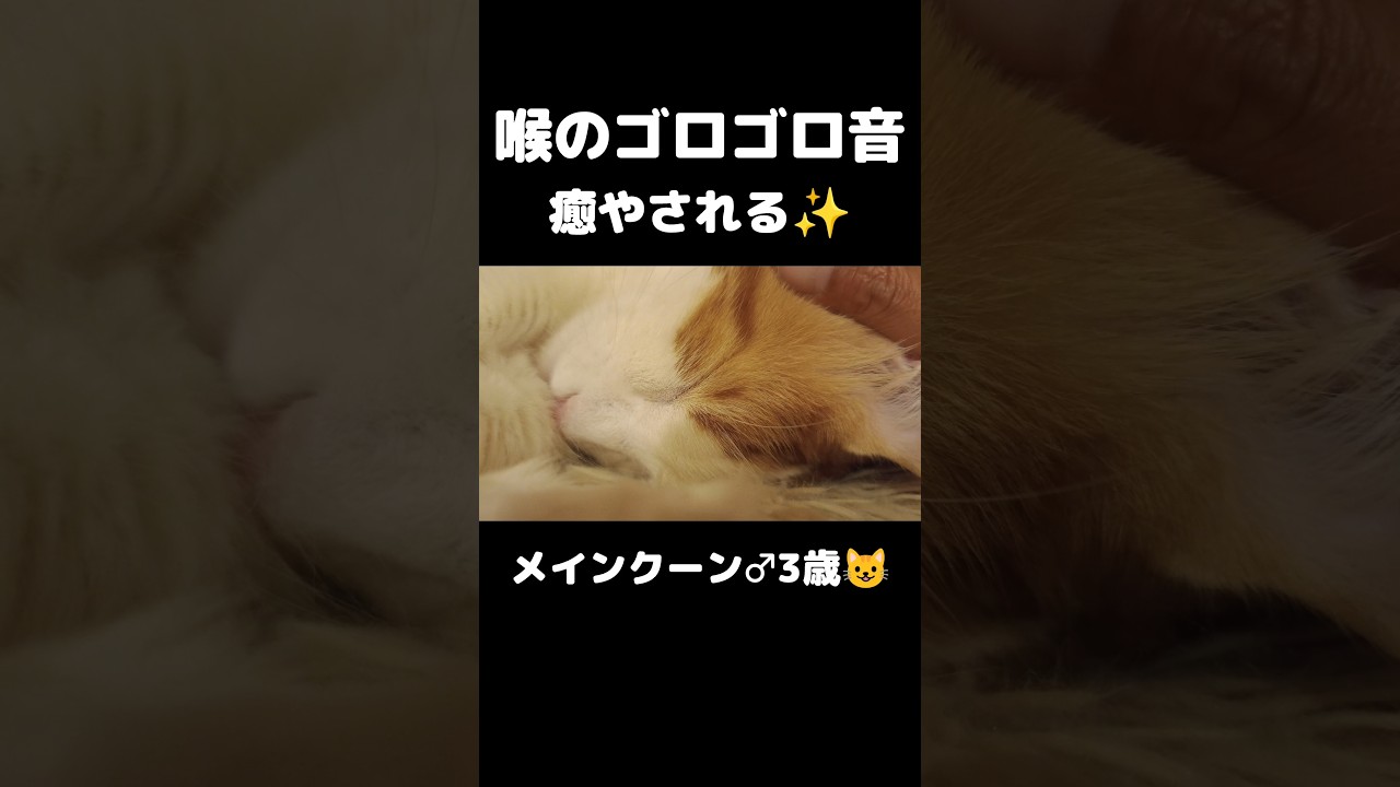 猫の喉ゴロゴロ #猫のいる暮らし #猫 #メインクーン