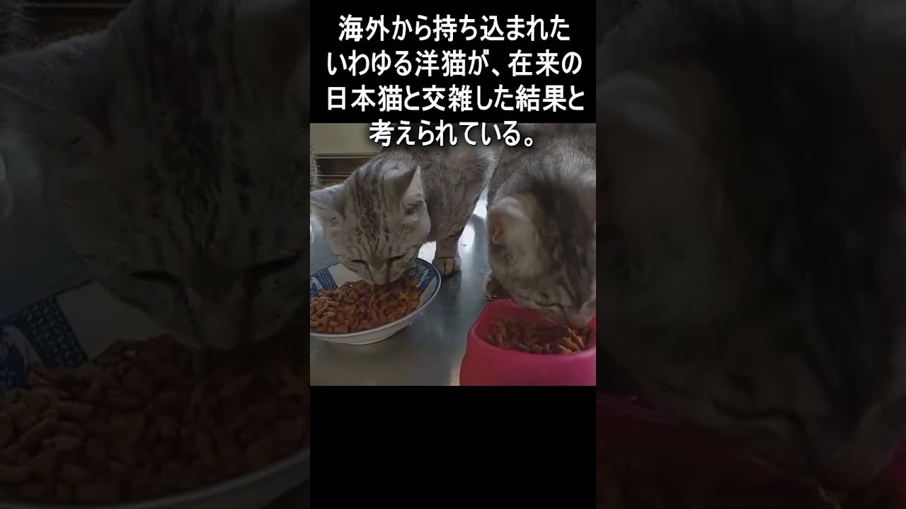 サバ猫は昔は日本にいなかった？　#Shorts #猫　#cat　#雑学