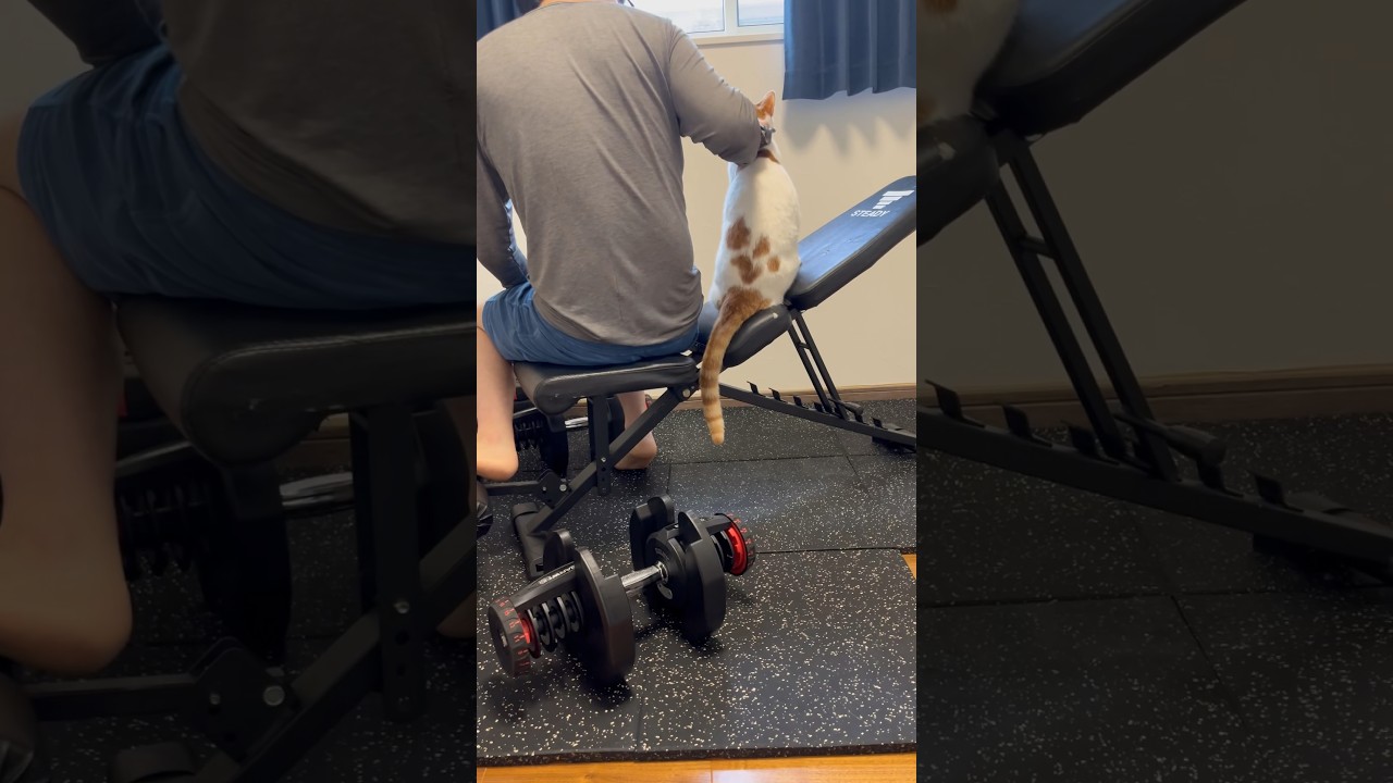 どんな時も隣にいたい猫 #cat #日本猫 #保護猫