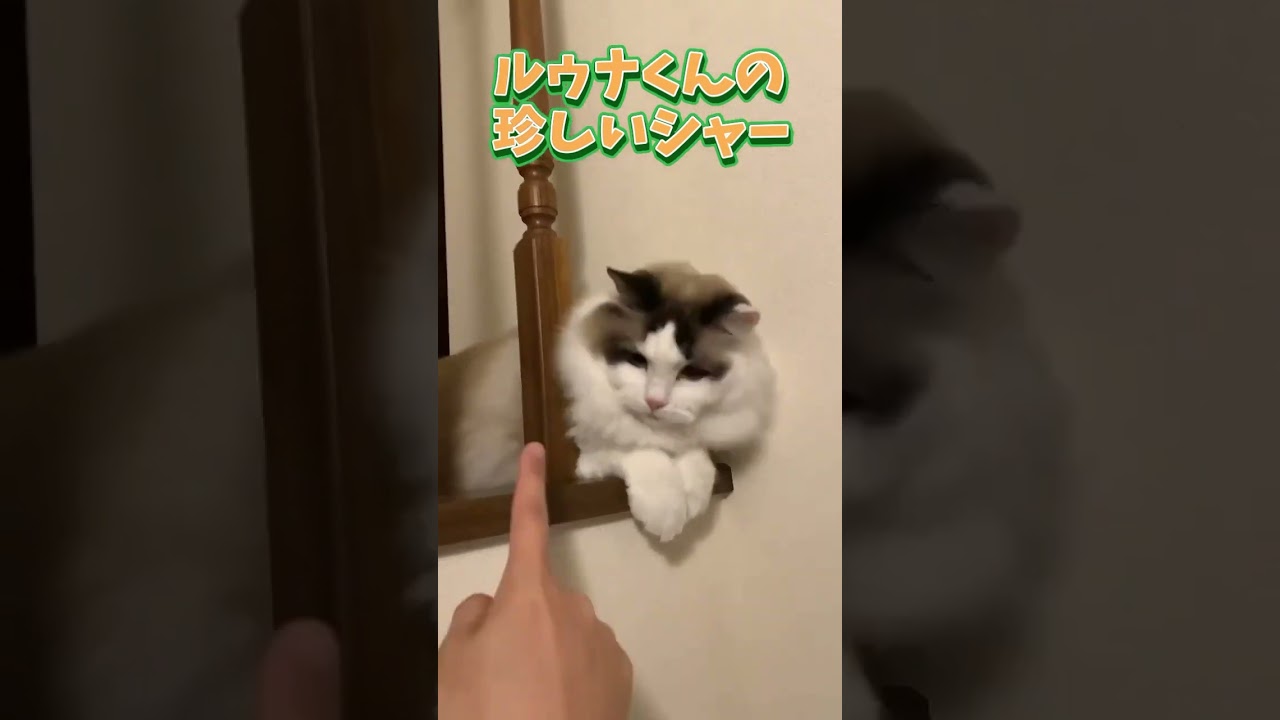 ルゥナくんの珍しいシャー #猫 #cat #ragdolls #ラグドール #猫のいる暮らし #shorts