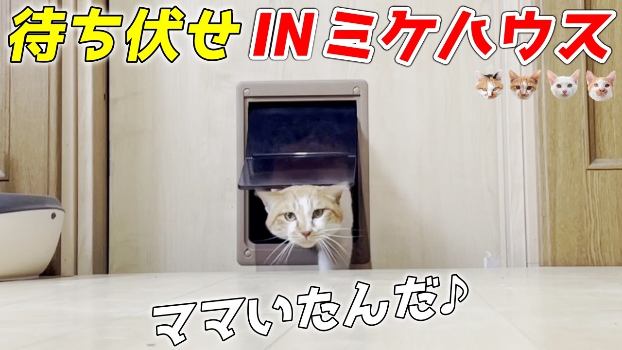 三毛猫家族のお家で庭子猫を待ち伏せしてみたら可愛すぎる結果に…♡[三毛母猫の子猫]