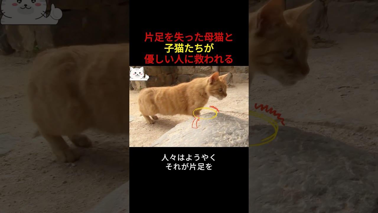 片足を失った母猫と子猫たちが優しい人に救われる