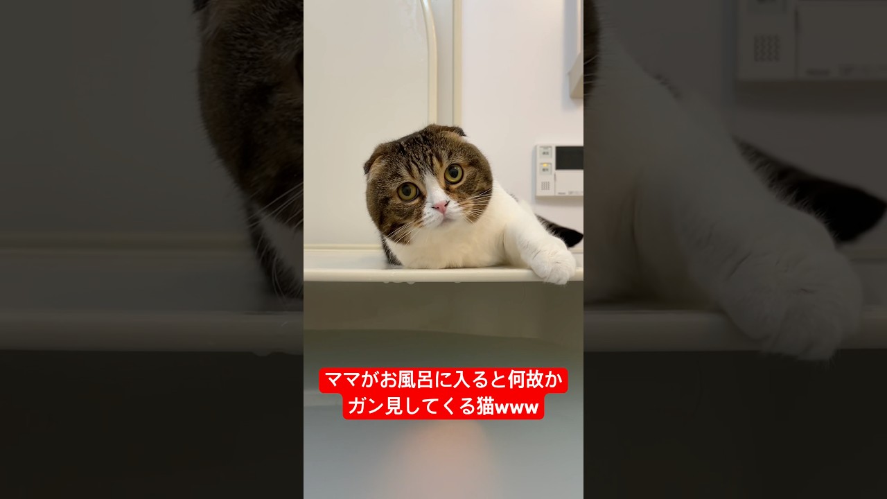 ママのお風呂をガン見する猫w #shorts  #猫のいる暮らし