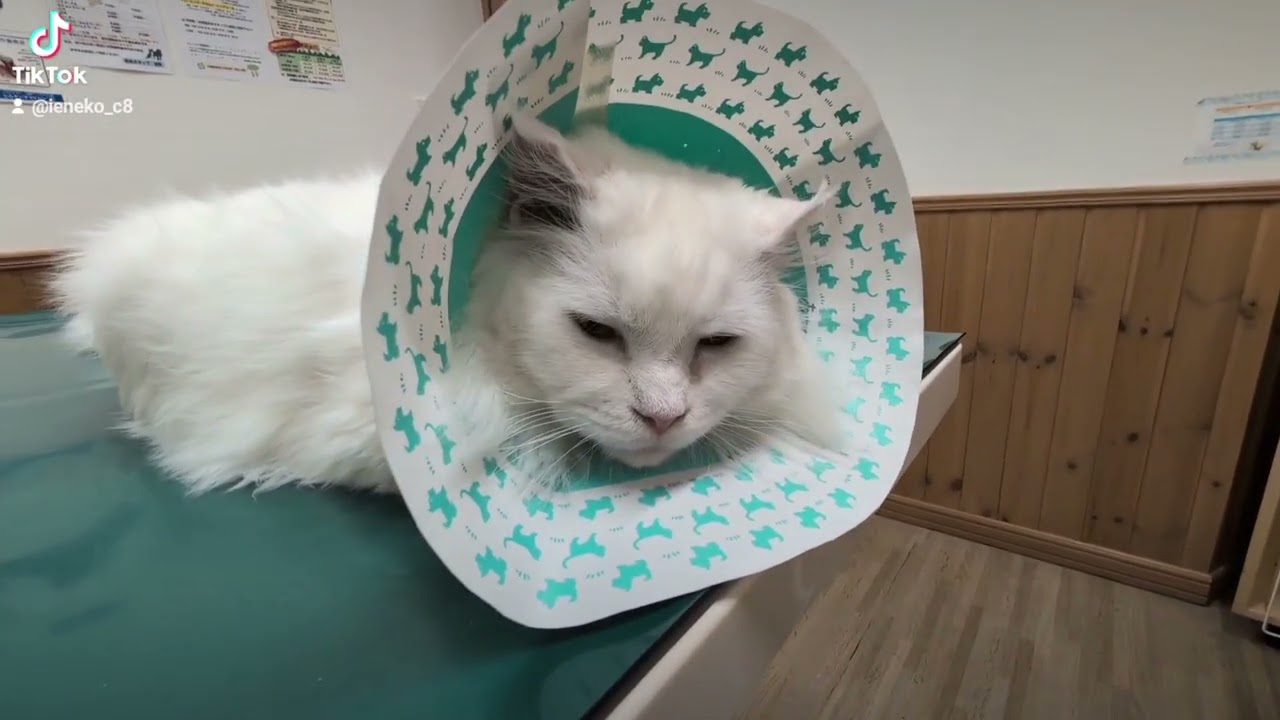 アイトの通院【メインクーン】