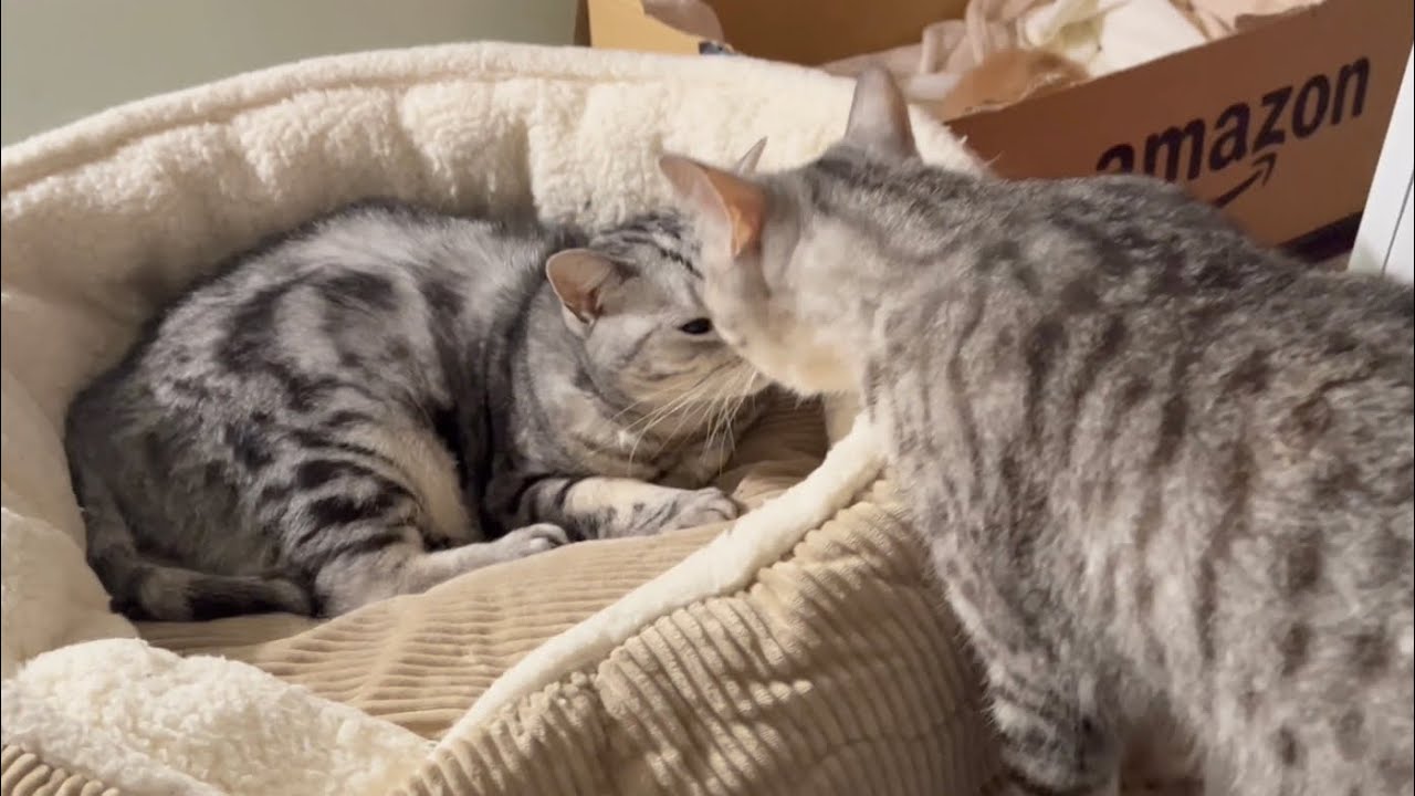 またまたベビーシッターを任されてしまうアメリカンショートヘアのあいちゃん❤️