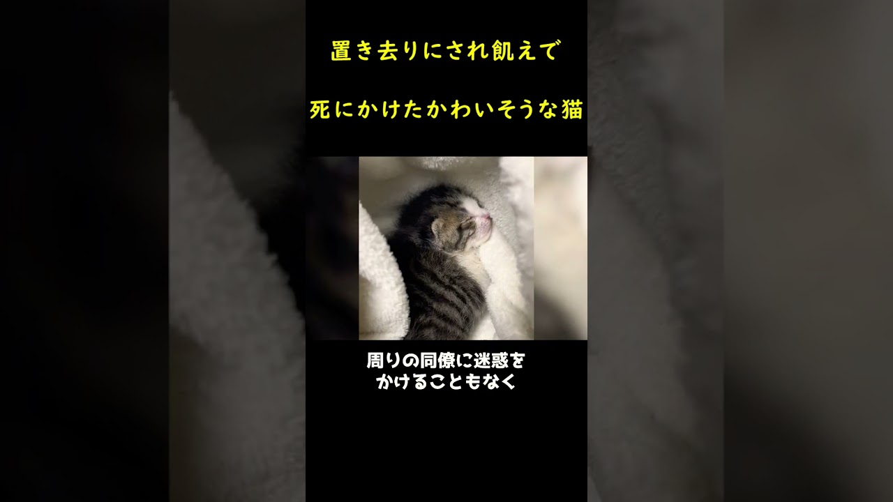 餓死寸前の捨て猫！