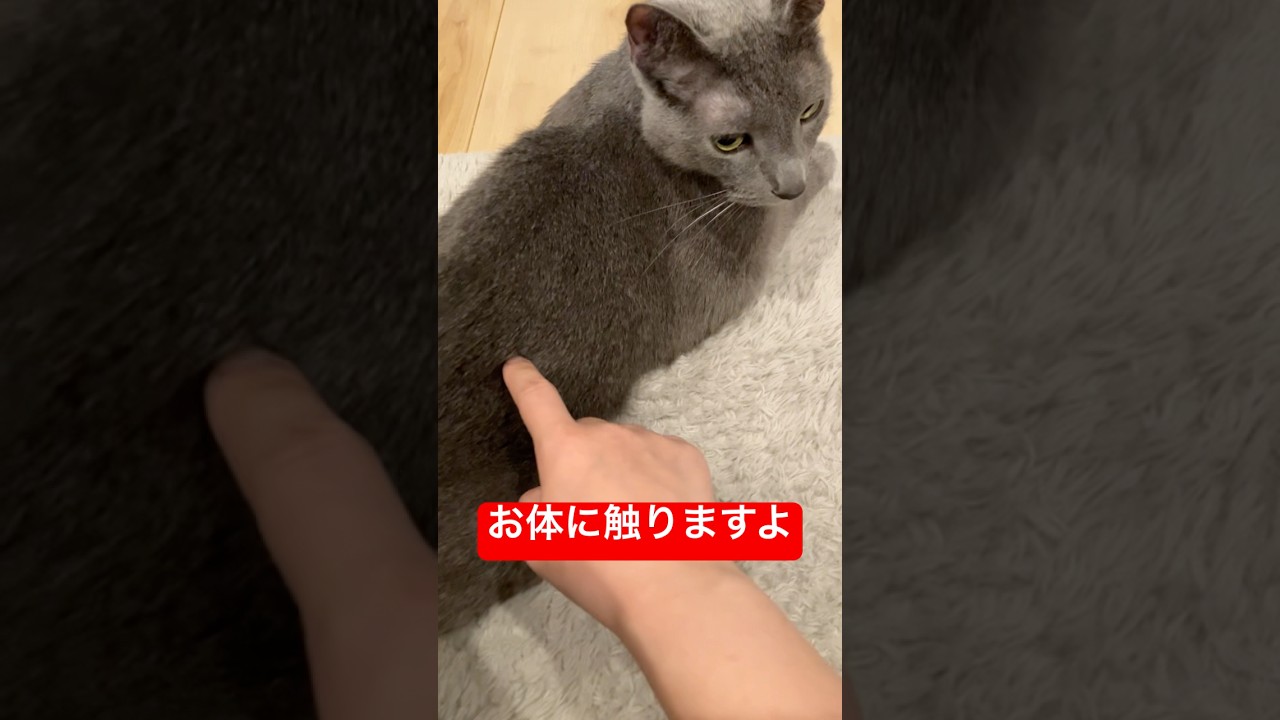 お体に触りますよ猫#ロシアンブルー #猫