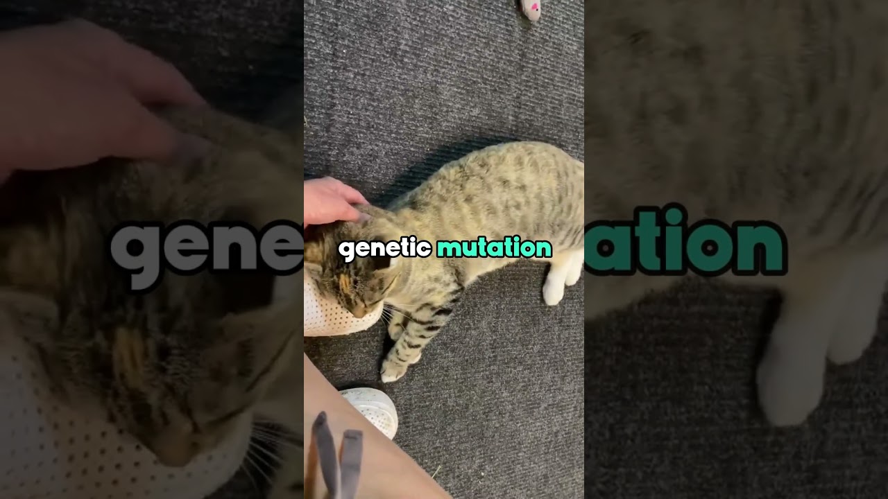 3 Reasons You SHOULD NOT Get A Manx Cat