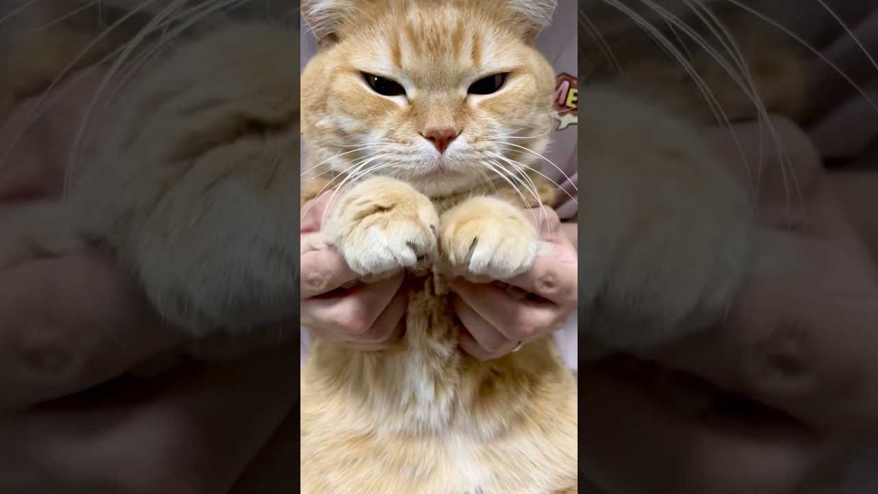 かわいいだけじゃだめですかにゃ？プリンver. #かわいいだけじゃだめですか？  #踊ってみた