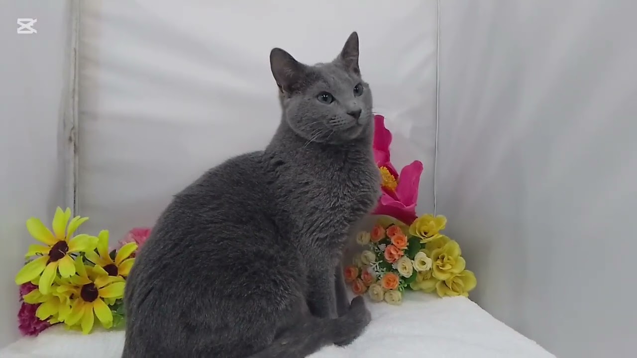 ロシアンブルー/ペットショップ宮城/大崎市 /加美町/子猫