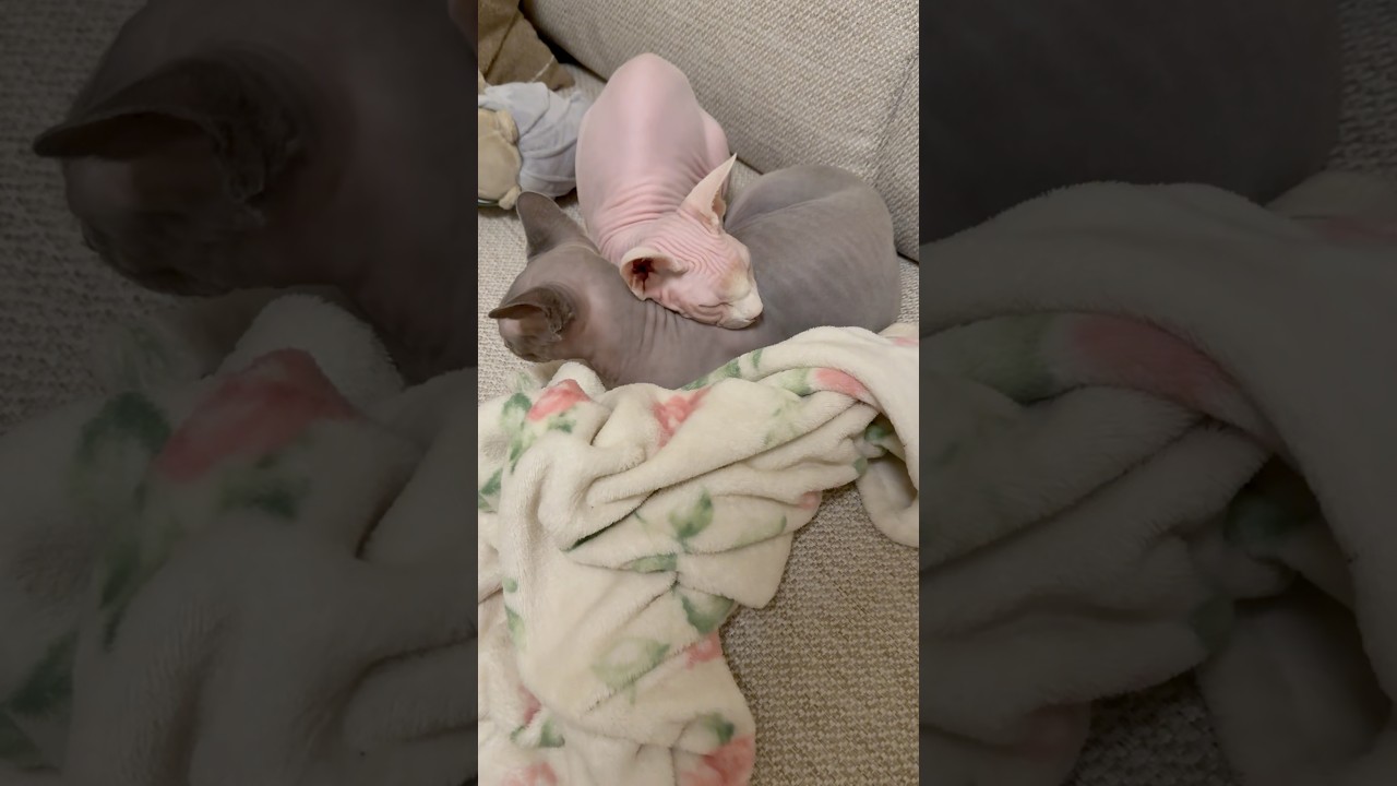 兄猫を枕にして眠る毛のない猫【スフィンクス】