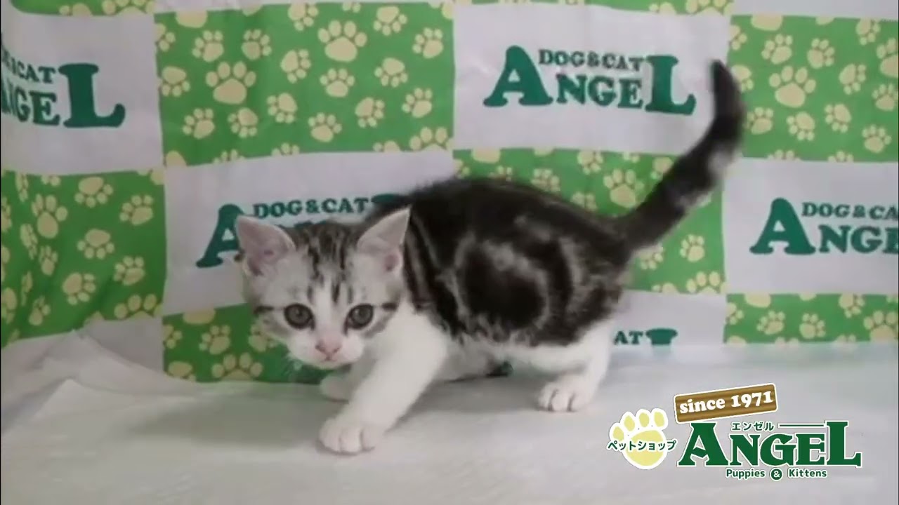 アメリカンショートヘアー 2504091 【ペットショップエンゼル　子犬・子猫販売】