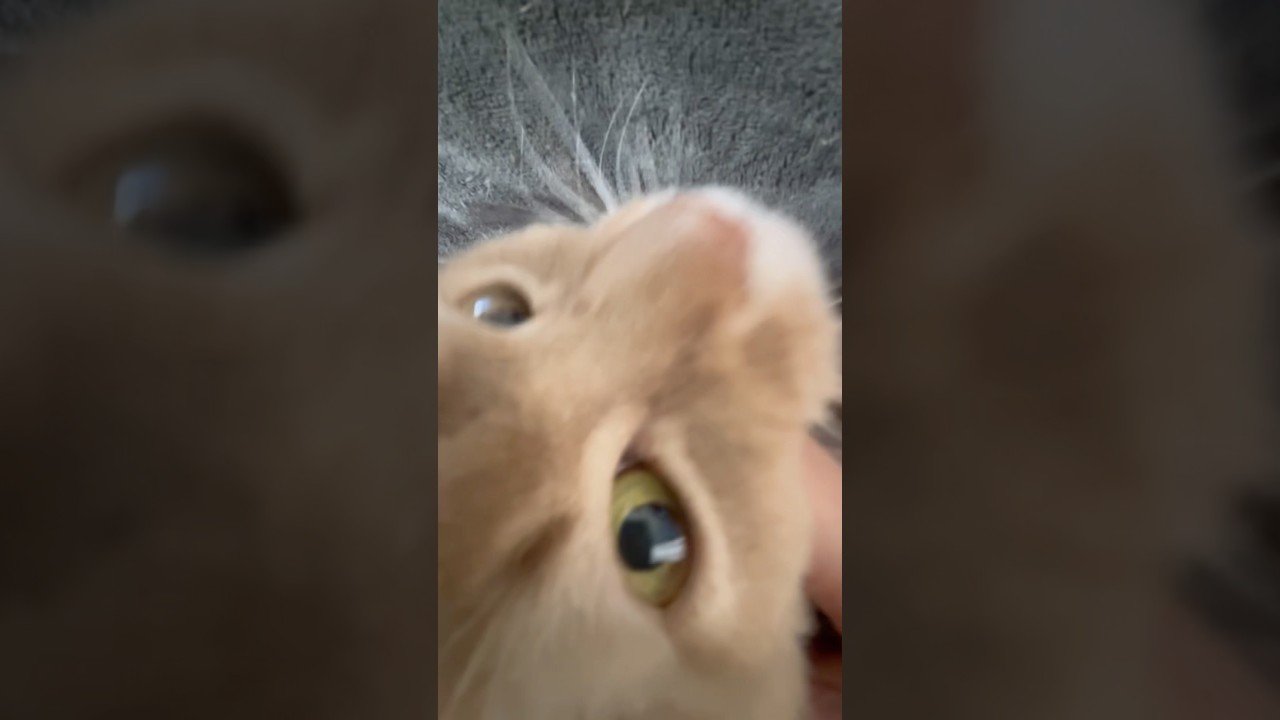 ゴロゴロ音♪ご機嫌です😊#shorts #猫#ソマリ