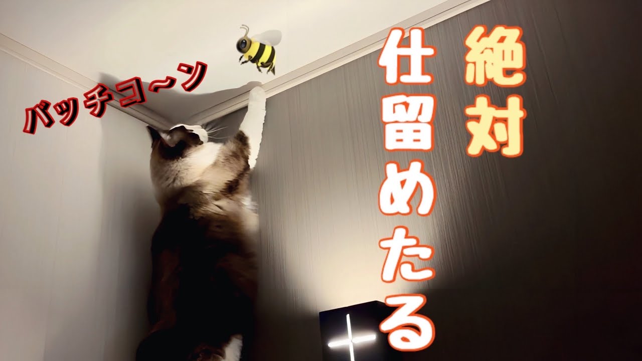 【でぶ猫と虫】虫を見つけたラグドールが容赦ないパンチを喰らわす一部始終にウザいヤツがおる😈