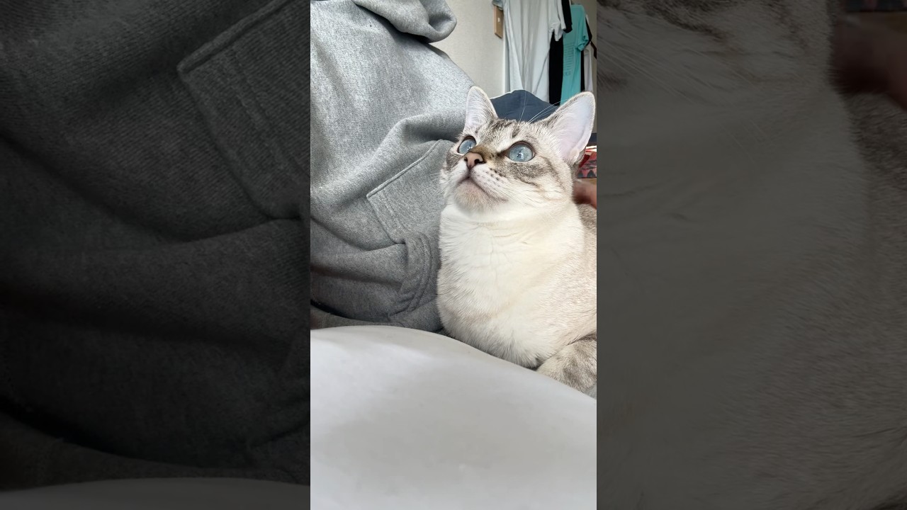 なでられ中の猫の目がキレイ！　#シャムトラ #元保護猫 #シャムミックス  #cat #猫耳 #kitten  #猫耳 #siamesemix