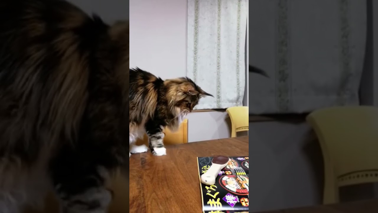 かかとヤスリが大嫌いなブラウンのレティさんです。#メインクーン ＃オノクーン＃ブリーダー＃東京