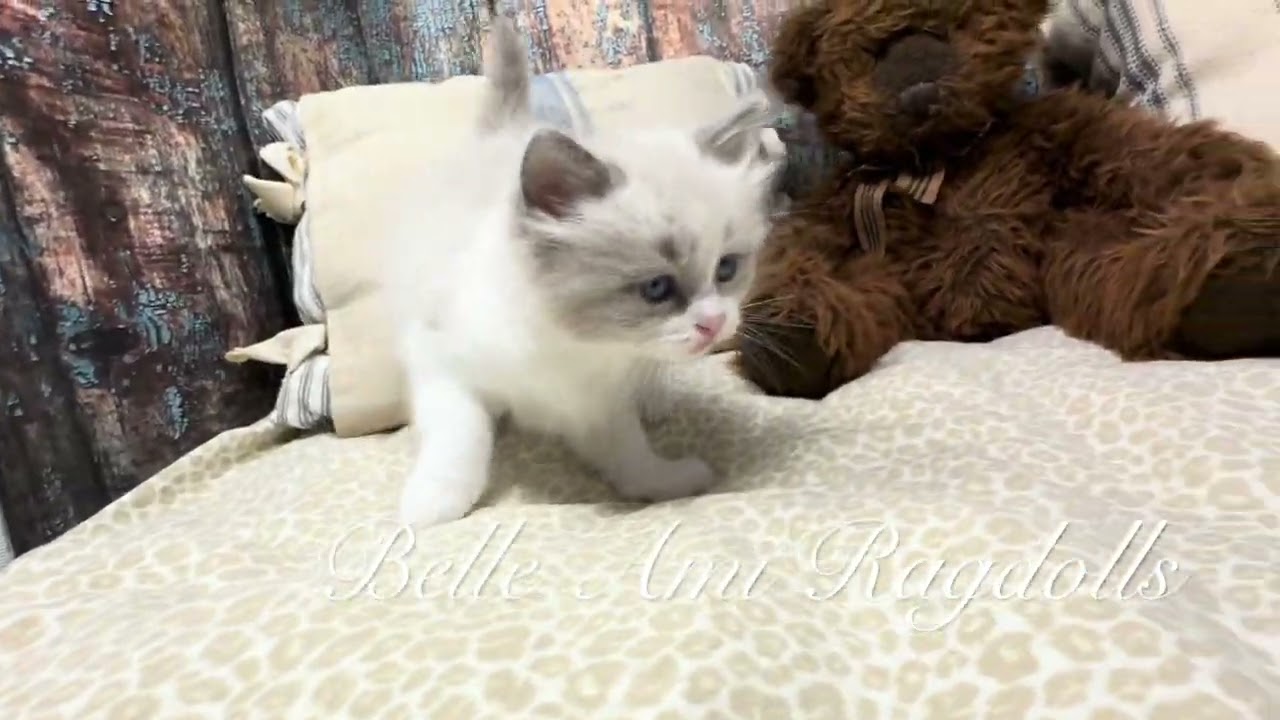 River - boy ragdoll kitten (green collar)
