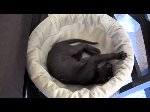 Ellie: Havana Brown Kitten Wrestling Muttluks BioCuddler Bed