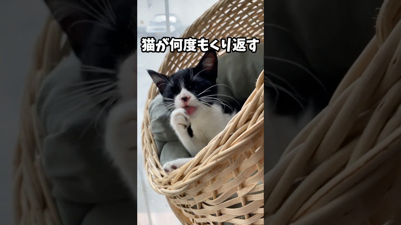 猫のルーティン3選! #猫好き #雑学 #あるある #ねこ #ネコ #猫 #猫動画 #cat #猫のいる暮らし #ねこたんの解説