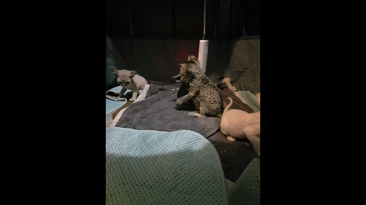 Baby fights #cat #canada #kitten #devonrex #babies #bc #cute #funny #catlover