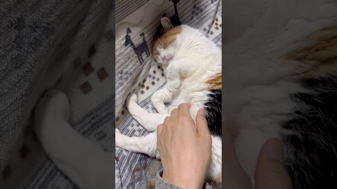 【三毛猫】お腹が気持ちいいミケ